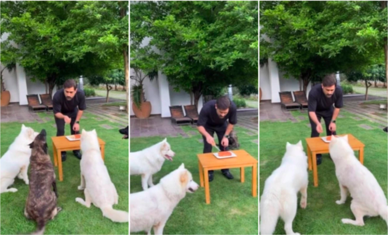 ms dhoni marks 42nd birthday with pets