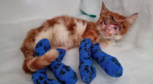 bradford kitten overcomes grave injuries and regains blinking ability