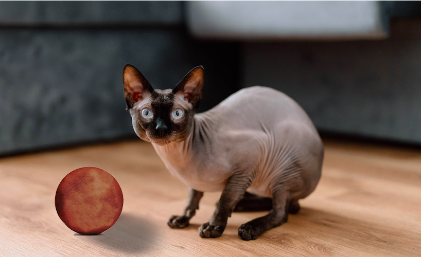 hairless cat astounds with unexpected skinball ejection