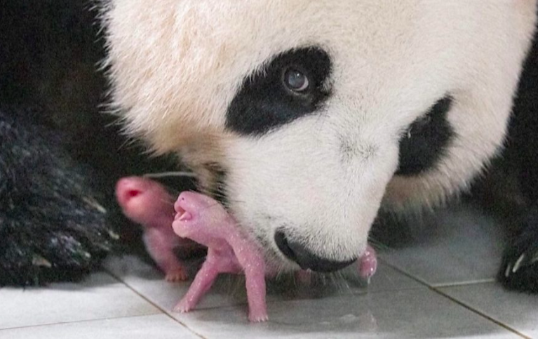 south korea celebrates the arrival of first-ever twin pandas