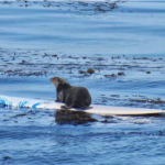 an enthralling adventure of otter 841 in santa cruz