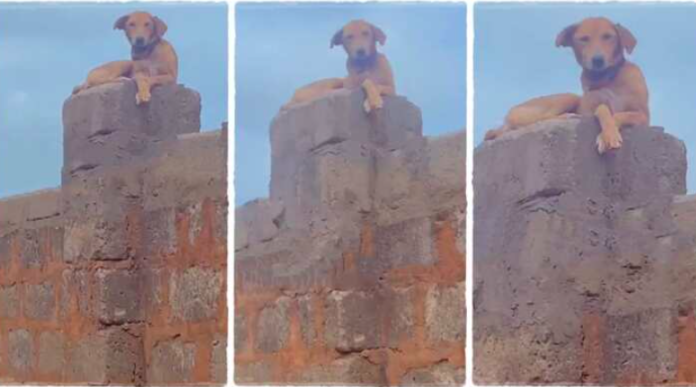 Dog Climbs Fence Takes Vigilant Watch