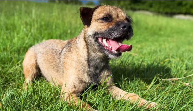 lucky the border terrier's incredible journey