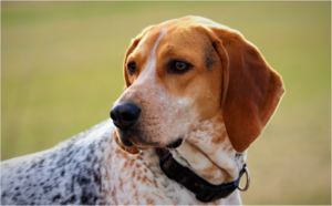 The Bluetick Coonhound