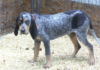 the bluetick coonhound