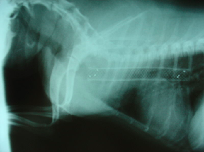 Collapsed Trachea in Dogs