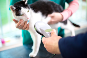 Microchipping Your cat