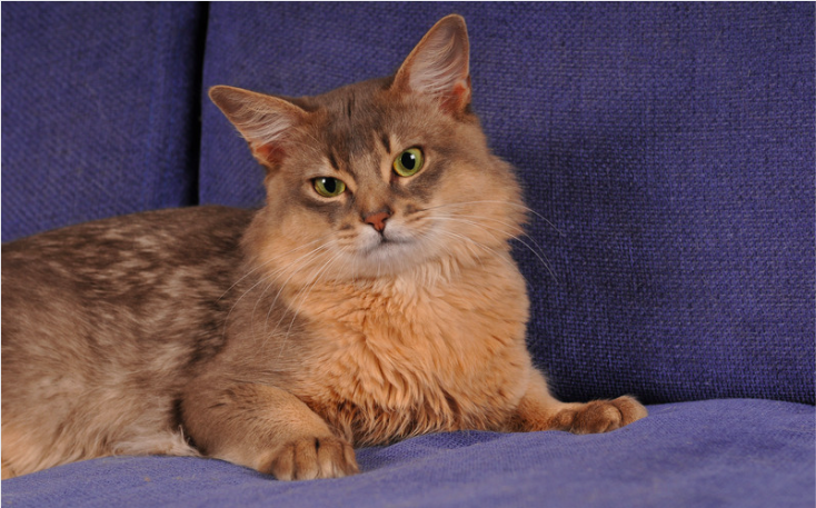 Somali Cat