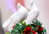 white birds (doves)
