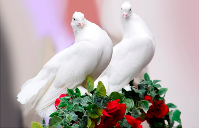 White Birds (Doves)