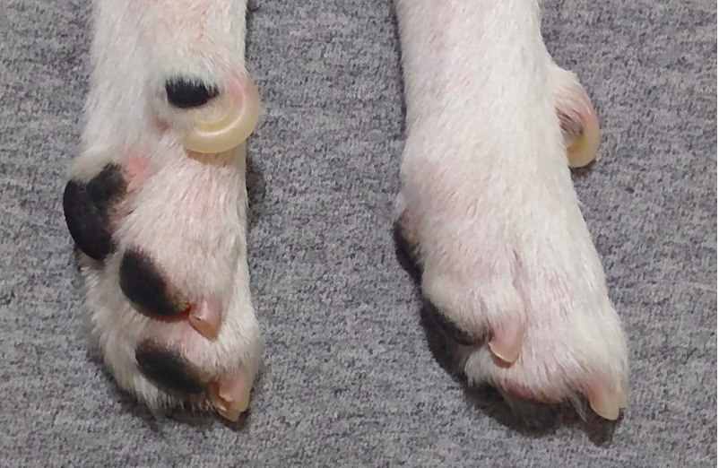dewclaws in dogs