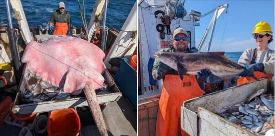 400-Pound Roughtail Stingray Spotted in New England Waters