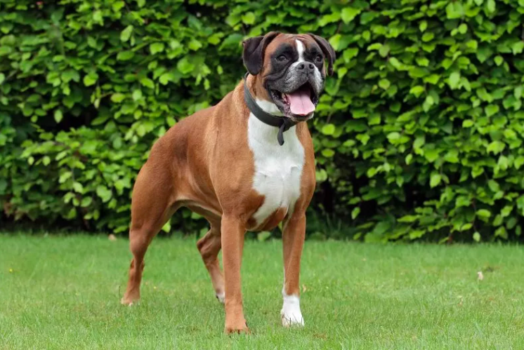boxer dog masters the art of 'whisper barking