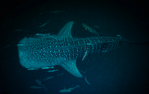 twilight depths shark
