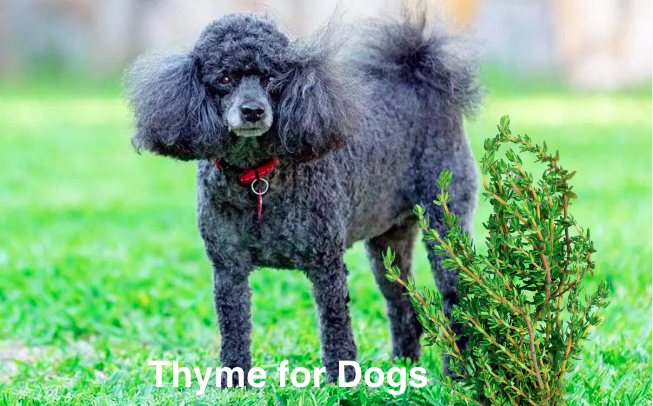 thyme for dogs