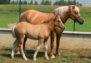 prometea: the first cloned horse