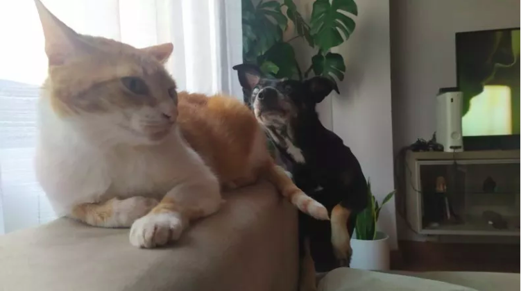 dog rushes to defend distressed cat