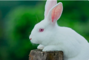 new zealand white rabbit