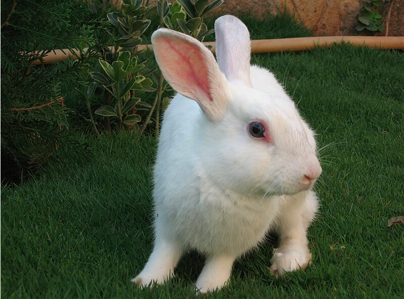 white rabbit breeds