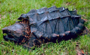 the alligator snapping turtle