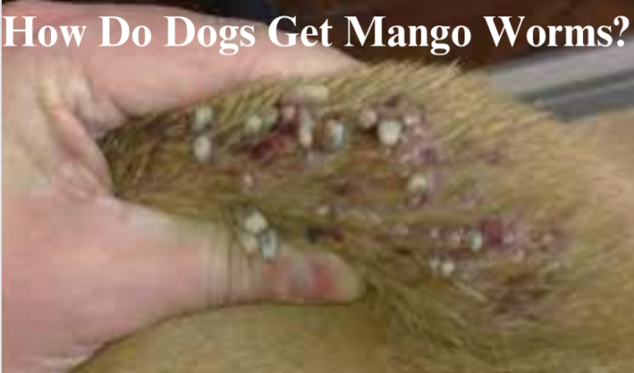 How Do Dogs Get Mango Worms?