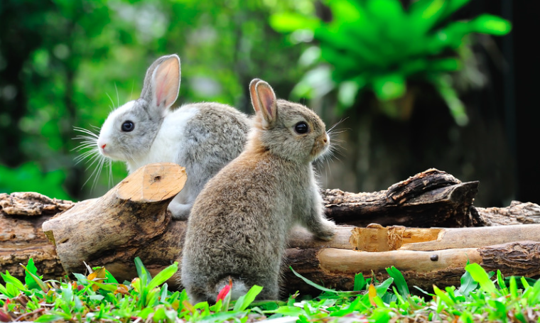 rabbit bonding tips