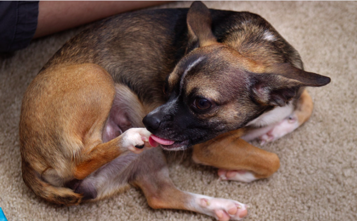 why dogs lick their paws