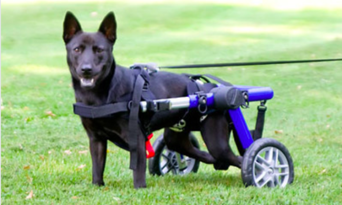 Senior Dog Mobility Aids