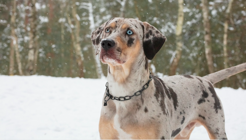 the american leopard hound - leopard cur