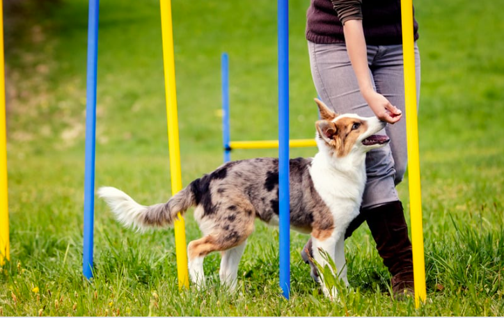 Pet Py Socialization Activities