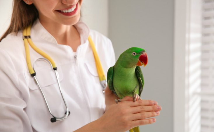 avian veterinarian care