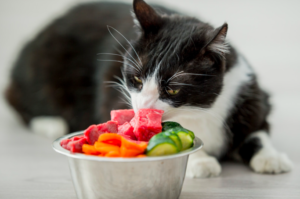 raw pet food diets