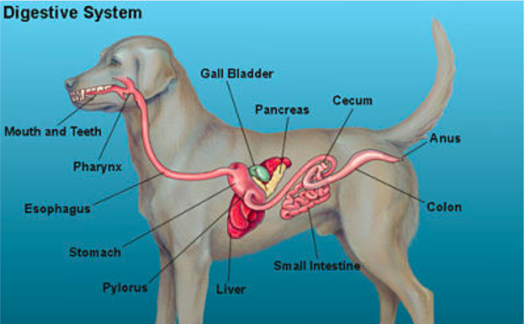 dog digestive health