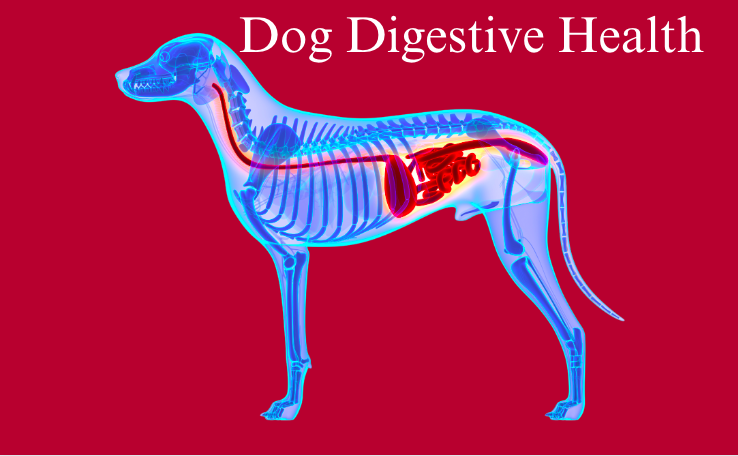 dog digestive health