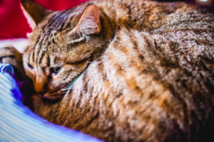 common ailments in cats