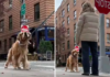 unveiling the viral standoff: nyc dog walker tackles golden retriever's protest stance