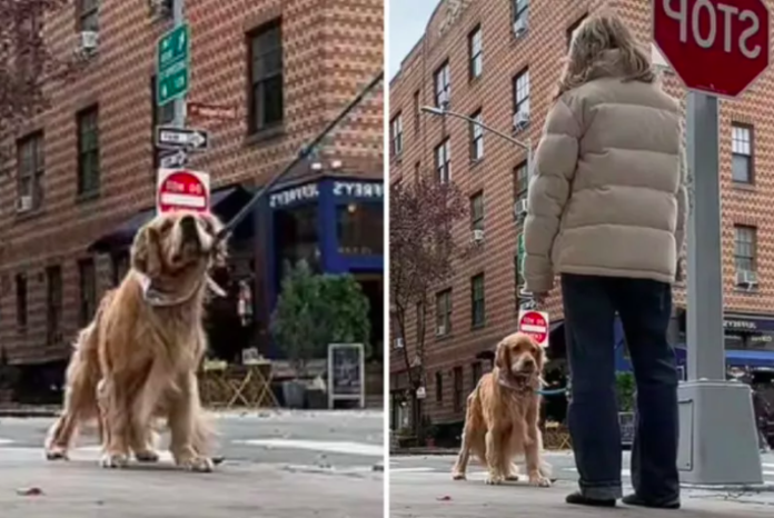Unveiling the Viral Standoff: NYC Dog Walker Tackles Golden Retriever's Protest Stance