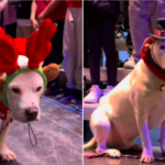deaf shelter dog steals the spotlight