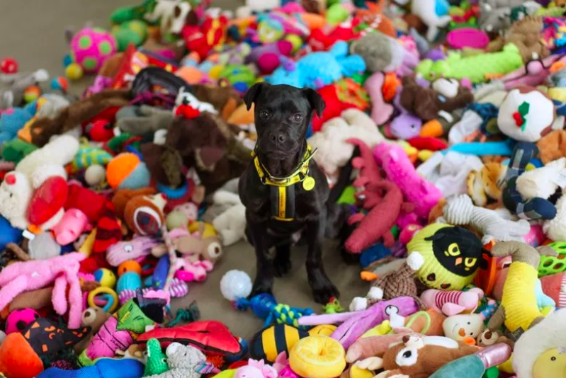 shelter dogs' delightful christmas toy extravaganza