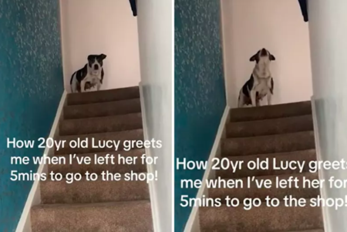 Dog's Heartwarming Greeting Goes Viral