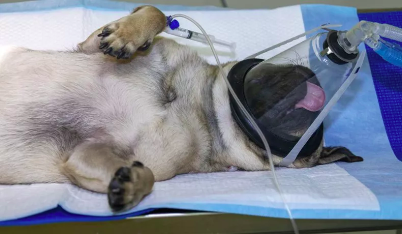 Pug's Hilarious Wake-Up Call Post-Surgery Amasses 33 Million Views!