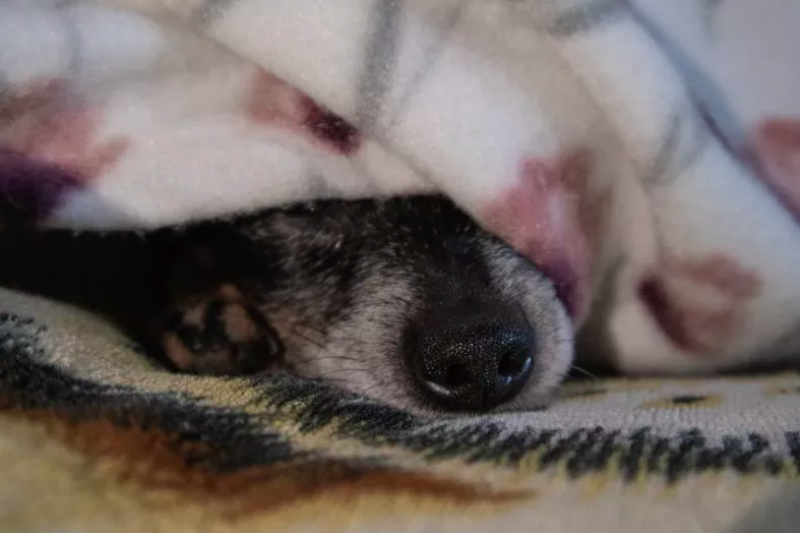 shelter's longest resident dog and her beloved blanket