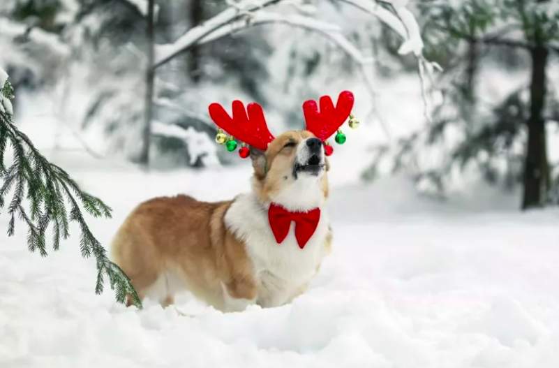 Corgi's Sadness Over Broken Christmas Decor