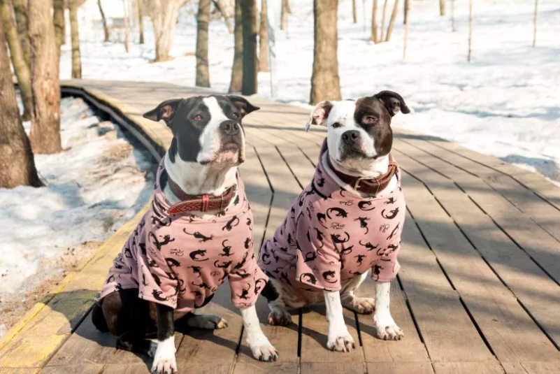 dog duo in matching pajamas share heartwarming hug