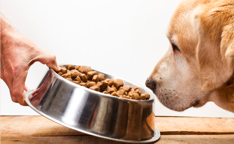 dog food recall alert