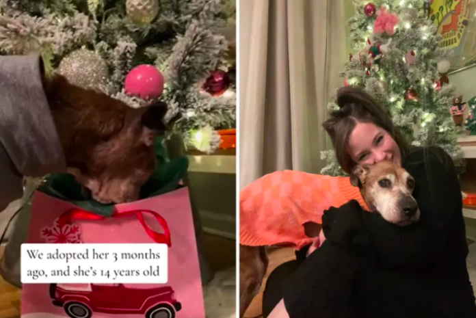 Senior Dog's Early Christmas Presents