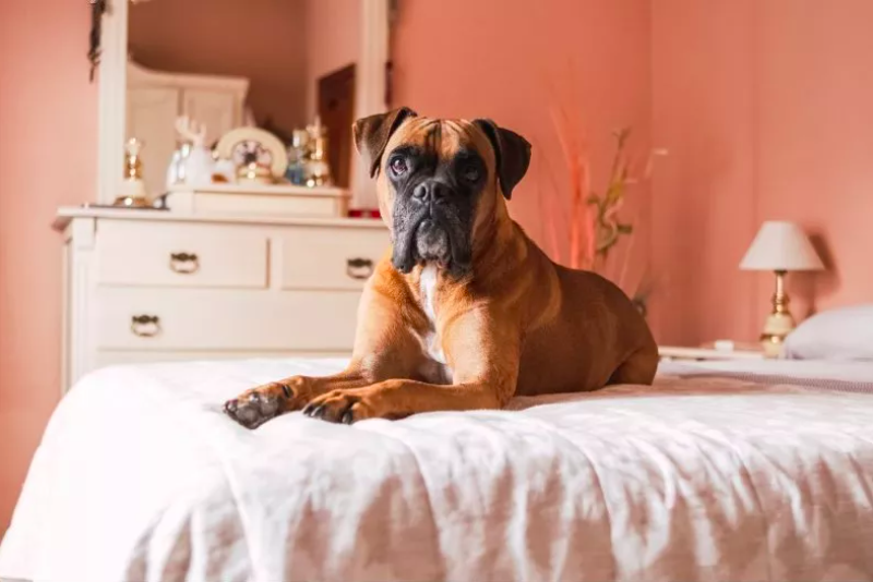 deaf dog's heartwarming reaction to owner's return goes viral