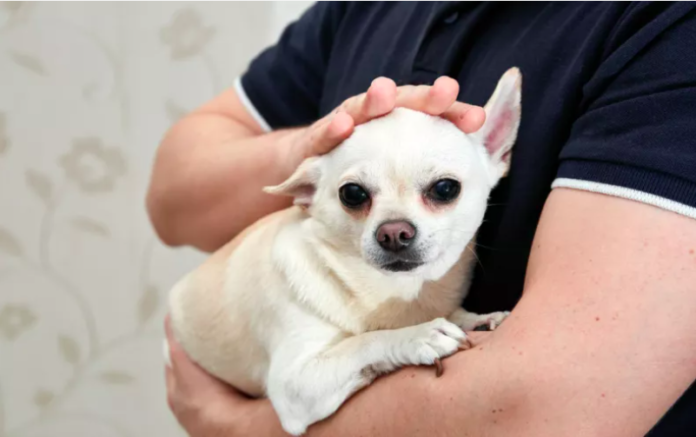 Woman Adopts Chihuahua