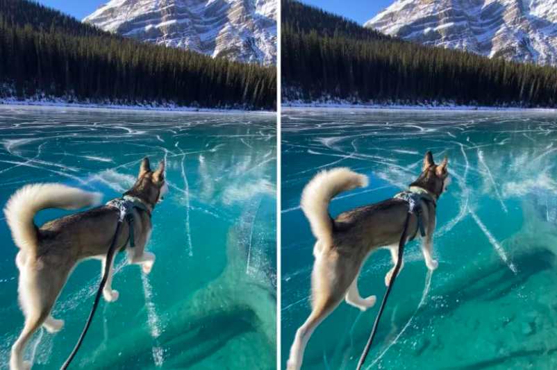 husky's mesmerizing walk over frozen lake