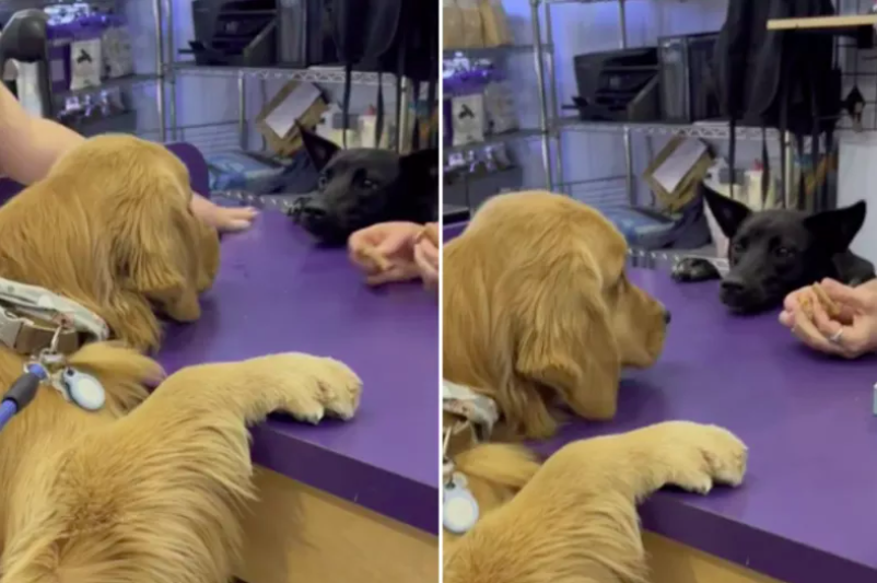 golden retriever chooses canine companionship over treats